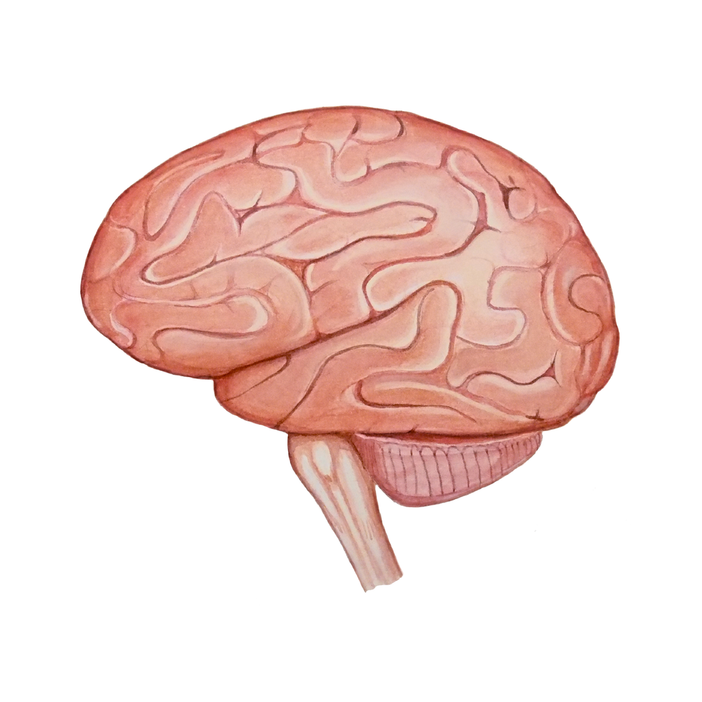 Quantum Cards <br> Organs of the Human Body