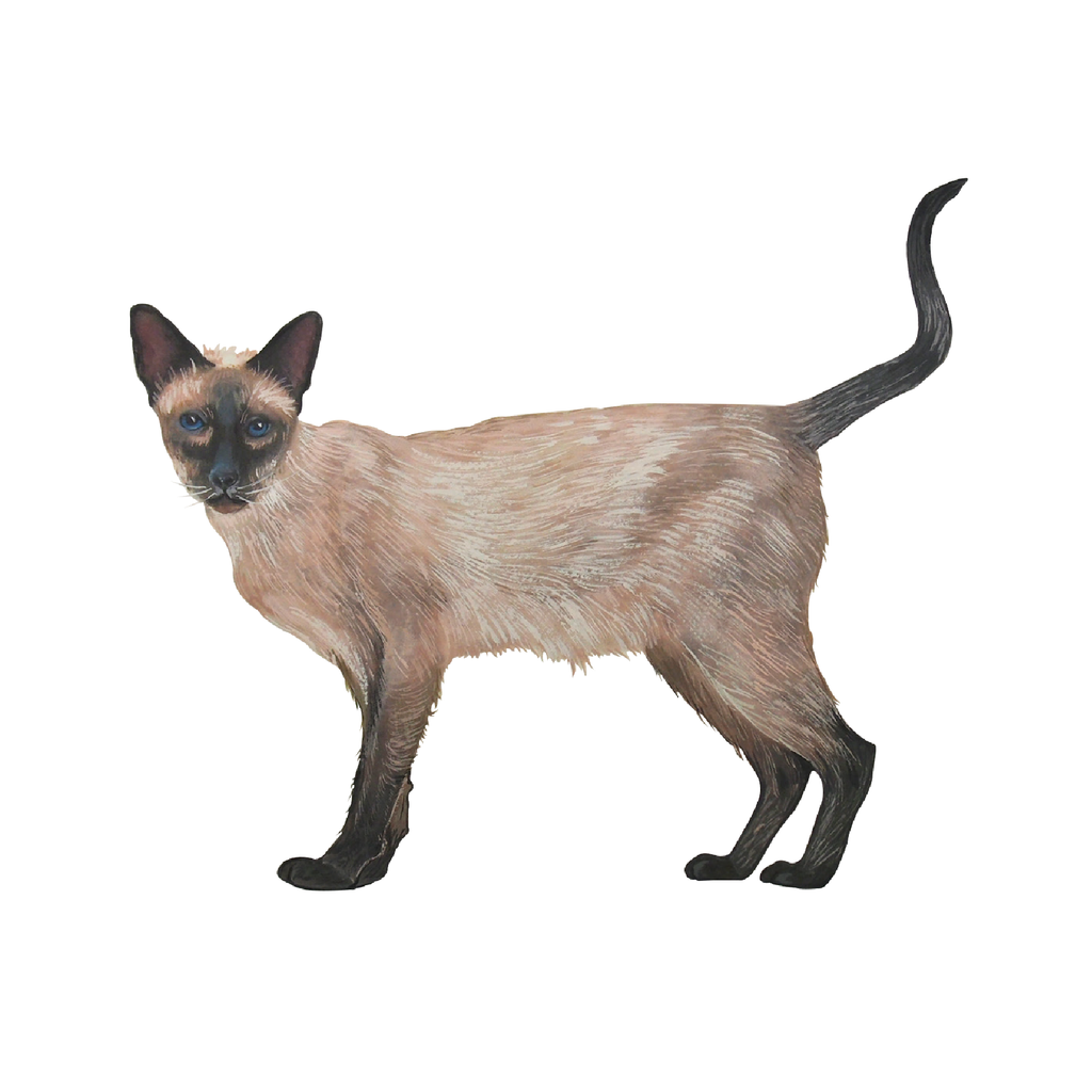 Quantum Cards <br> Cats