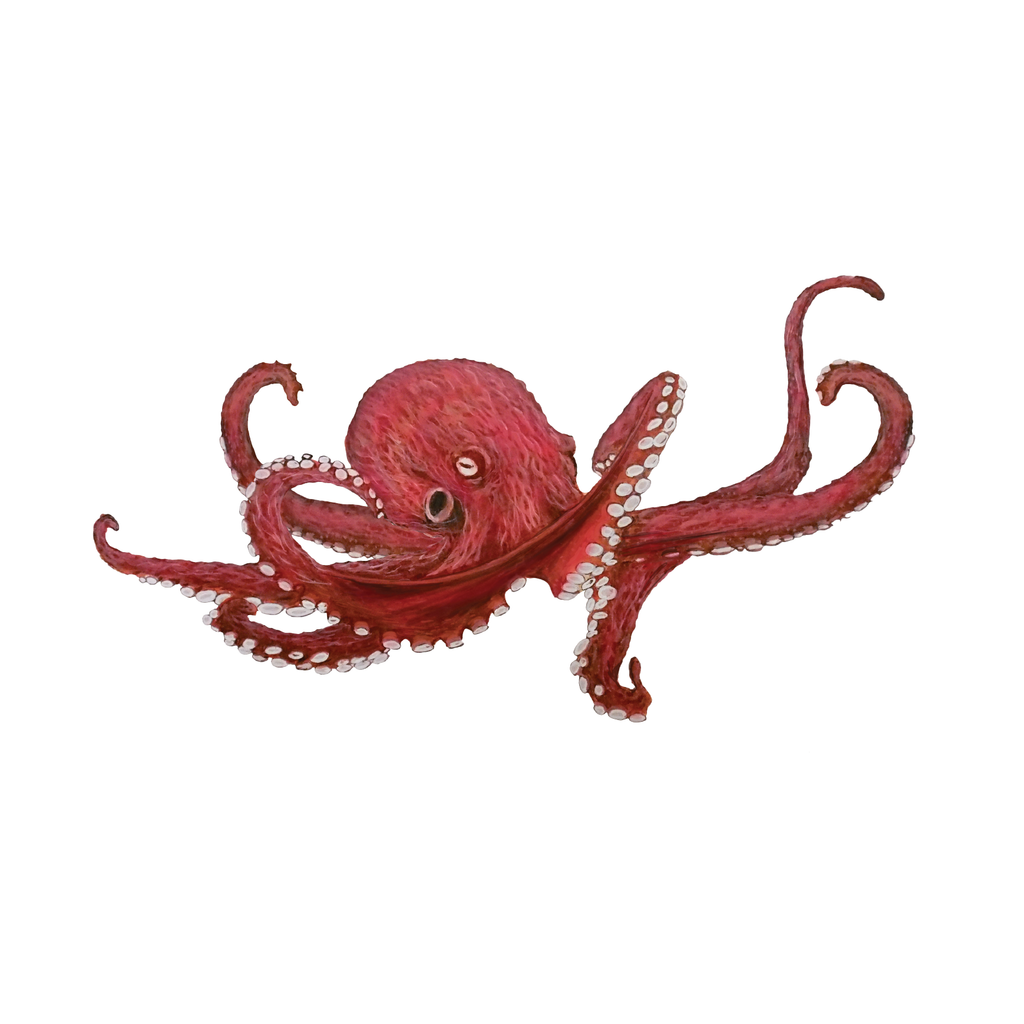 Quantum Cards <br> Sea Creatures