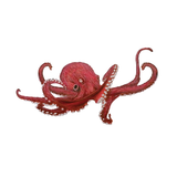 Quantum Cards <br> Sea Creatures