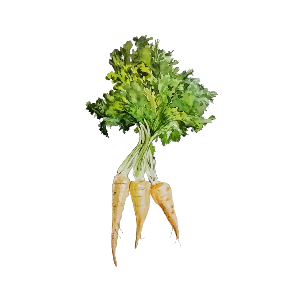 Quantum Cards <br> Vegetables (Set 1)