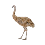 Quantum Cards <br> Birds (Set 1)