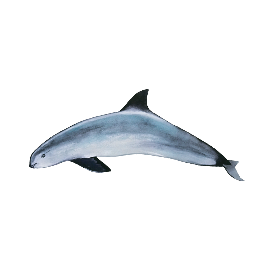 Quantum Cards <br> Endangered Species