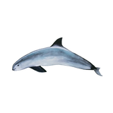 Quantum Cards <br> Endangered Species