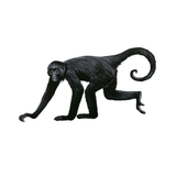 Quantum Cards <br> Primates