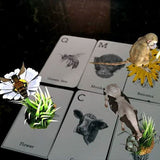 Animal 4D+ Flash Cards <br> Interactive Augmented Reality Cards