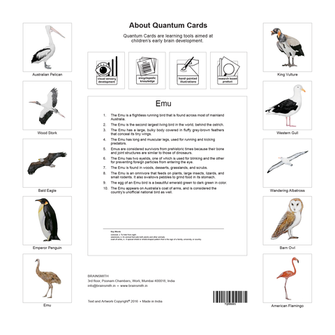 products/Birds_set_1_Back_Cover-01.png