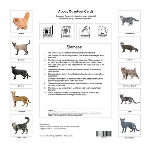 products/Cats_Back_Cover-01.png