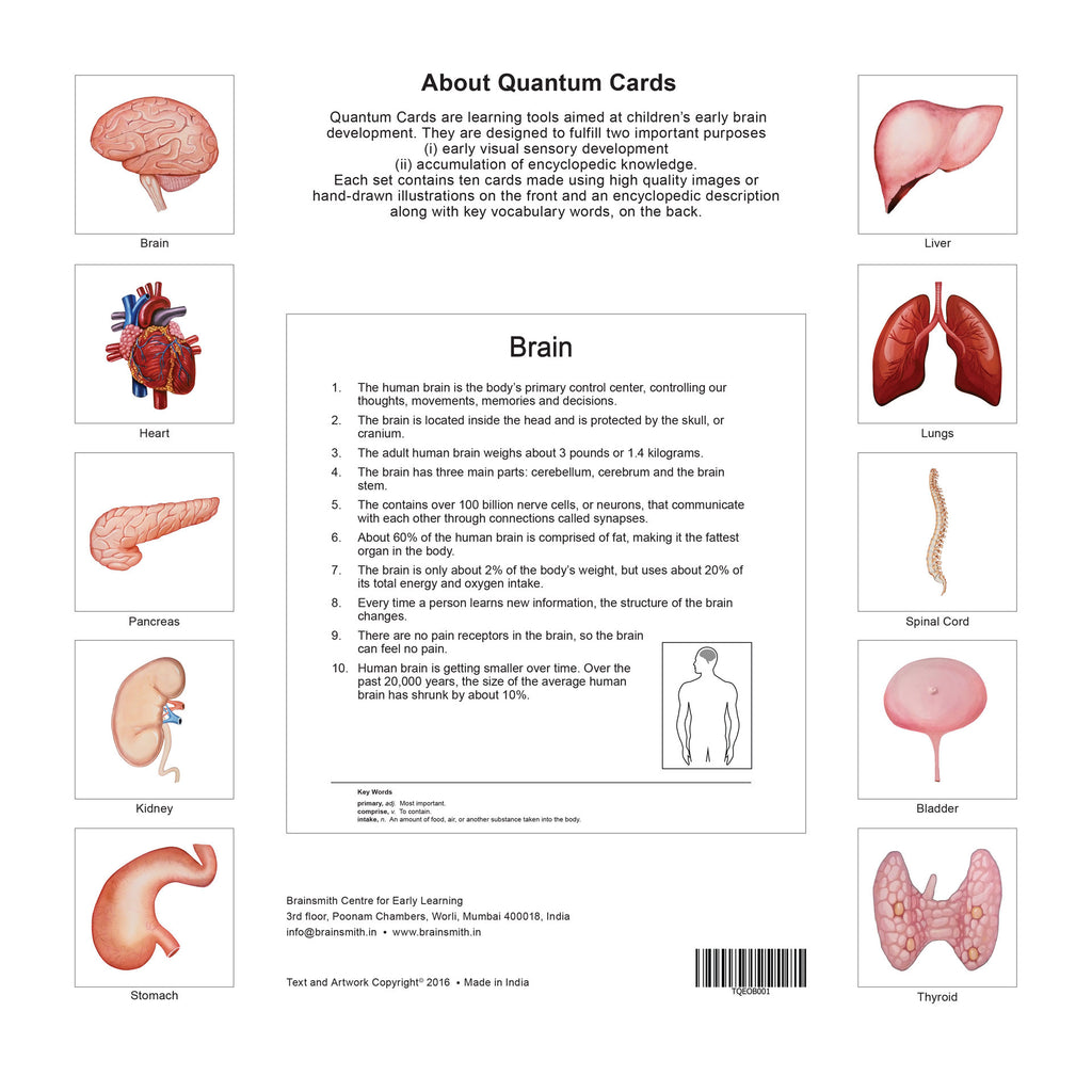 Quantum Cards <br> Organs of the Human Body