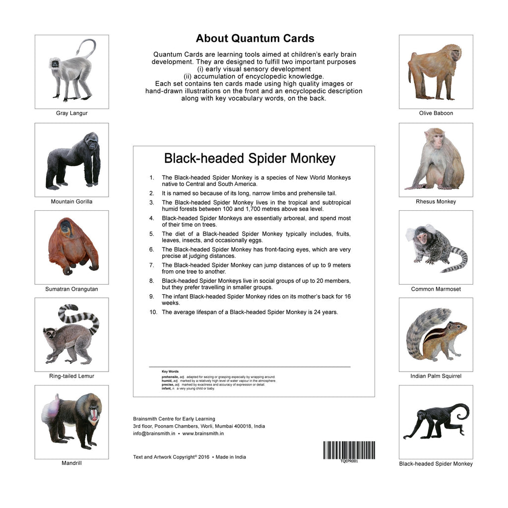 Quantum Cards <br> Primates